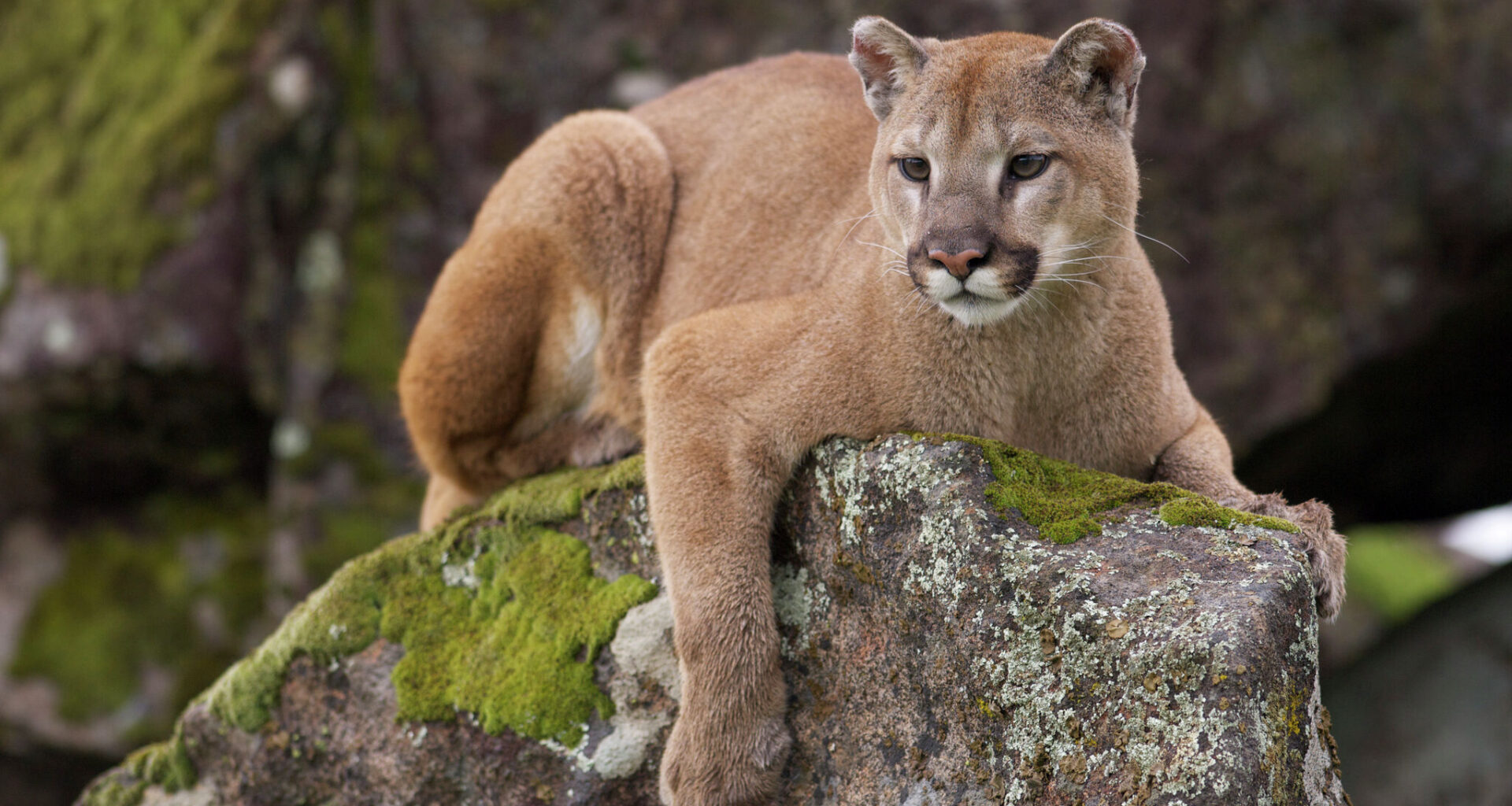 Castroville officials warn of possible mountain lion sighting