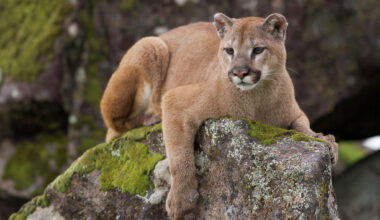 Castroville officials warn of possible mountain lion sighting