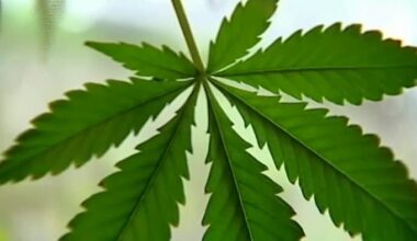No-knock warrants, marijuana enforcement — Houston voters could rewrite the rules this fall