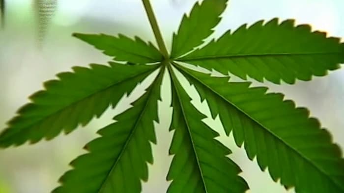 No-knock warrants, marijuana enforcement — Houston voters could rewrite the rules this fall