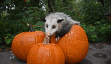 River Legacy's Family-Friendly Fall Festival Returns Oct. 10, 2026