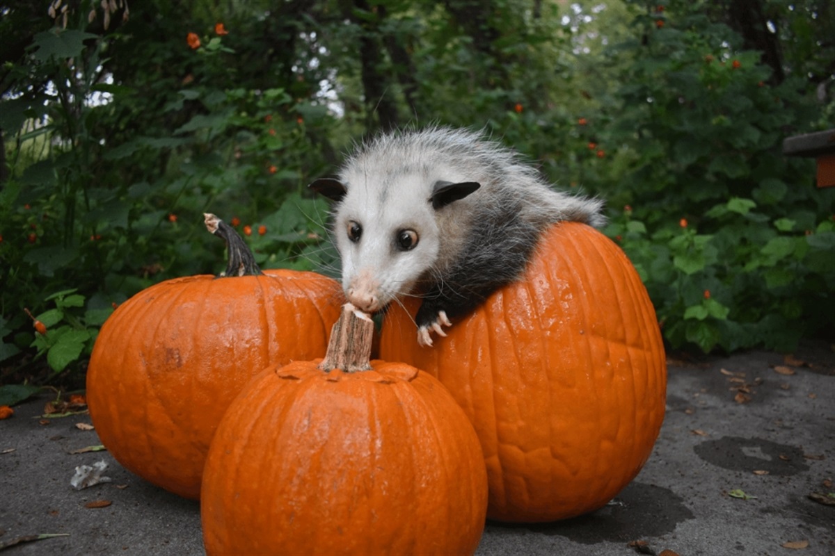 River Legacy's Family-Friendly Fall Festival Returns Oct. 10, 2026