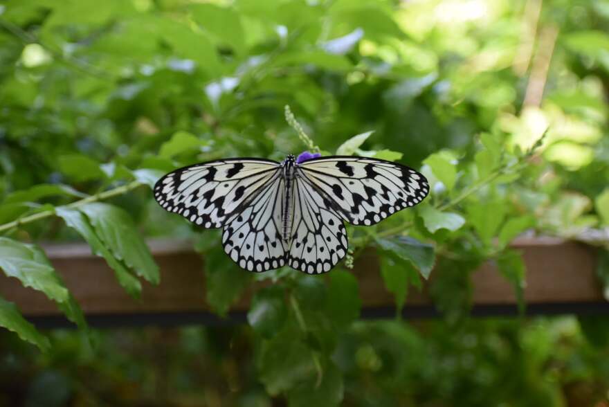 The Paper Kite butterfly is native to Southeast Asia. It's one of dozens of exotic species you can see at the Sammon's Butterfly House and Insectarium at Texas Discovery Gardens.