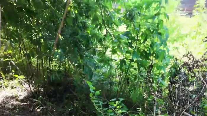 Union Pacific cleans up overgrown vegetation along southeast Houston rail line