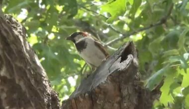 A bird nest, a city fine and a federal law: San Antonio homeowner caught in the middle