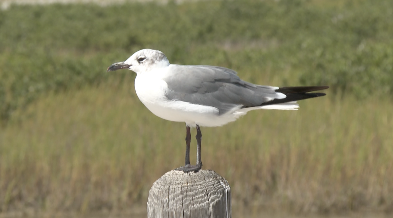 SEAGULL