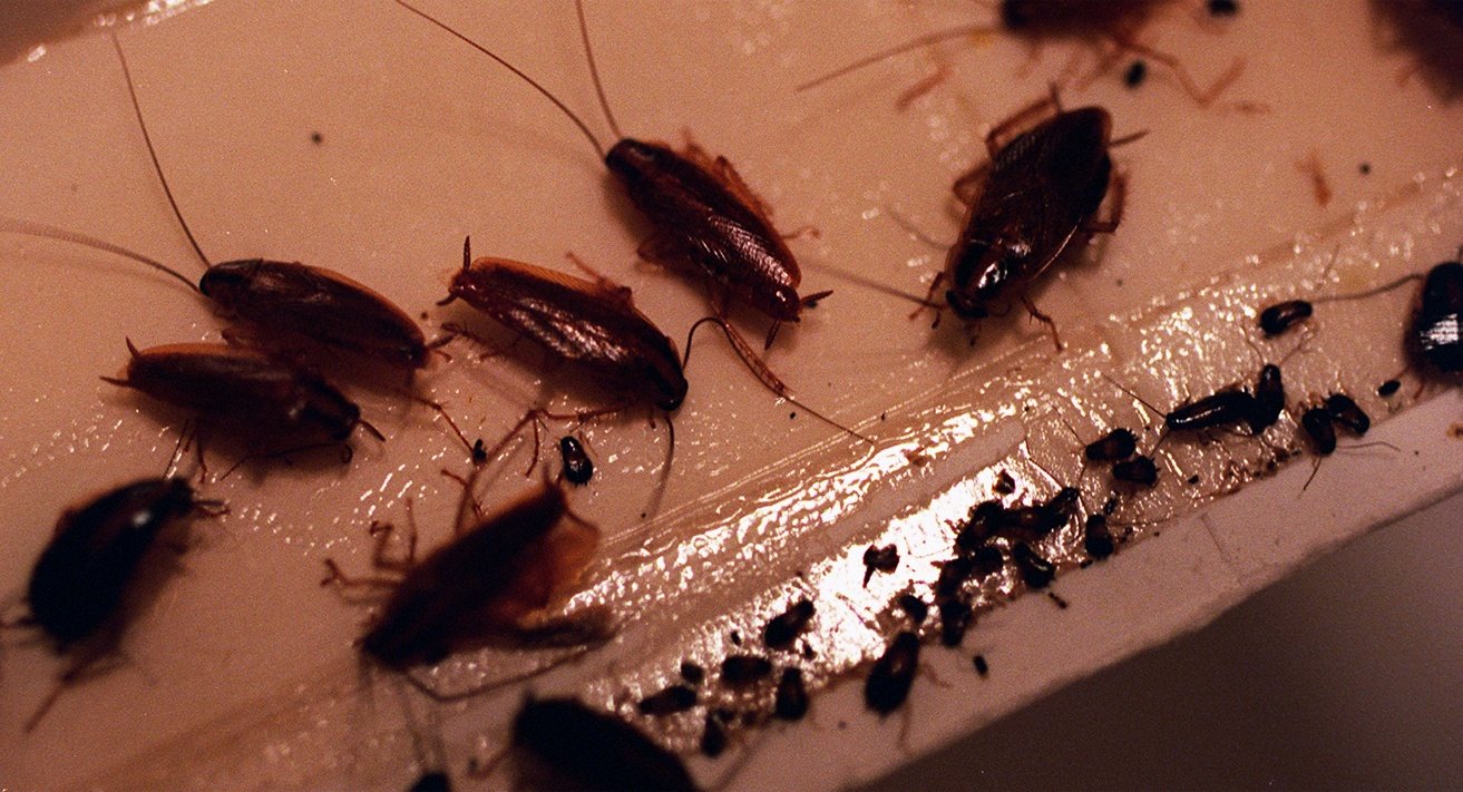Inspectors found cleanliness problems — like live roaches in the kitchen, mold in the freezer — and more.
