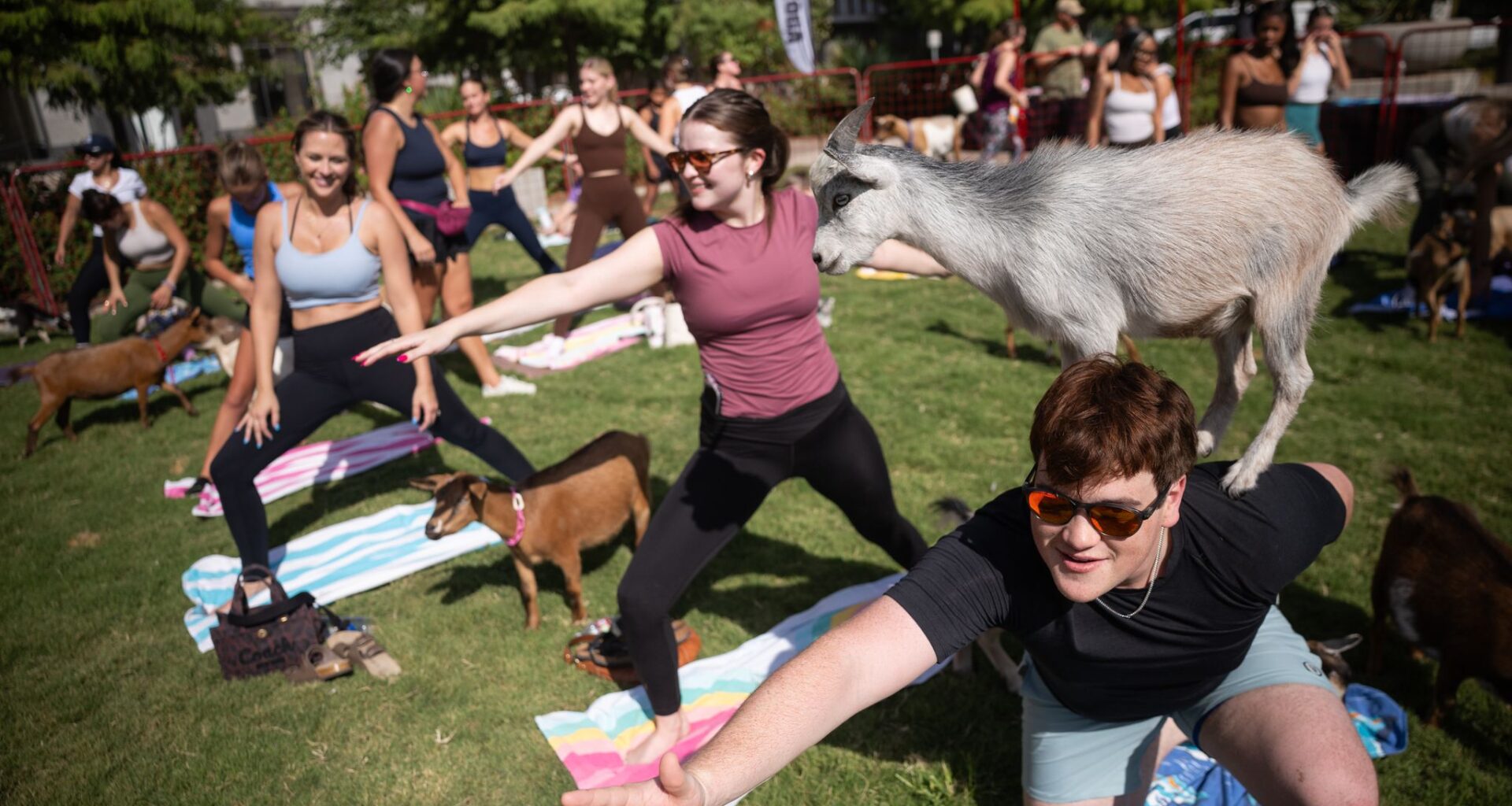 A Nigerian Dwarf goat stands on top of Colt Cook of Houston during Goat Yoga at Hardwood Park in Dallas, Saturday, Aug. 15, 2026.