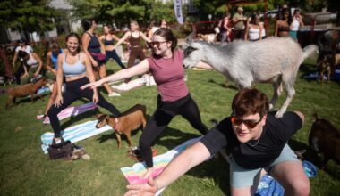 A Nigerian Dwarf goat stands on top of Colt Cook of Houston during Goat Yoga at Hardwood Park in Dallas, Saturday, Aug. 15, 2026.