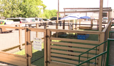 Houston Pets Alive in desperate need of new play yard