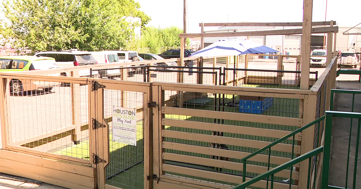 Houston Pets Alive in desperate need of new play yard