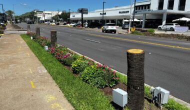 Iconic palm trees in ritzy Houston area will return