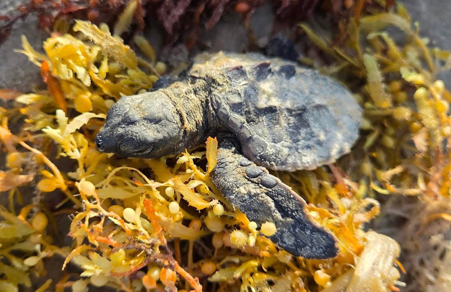 Texas beaches see a surge of stranded baby sea turtles
