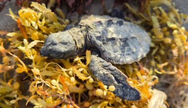 Texas beaches see a surge of stranded baby sea turtles