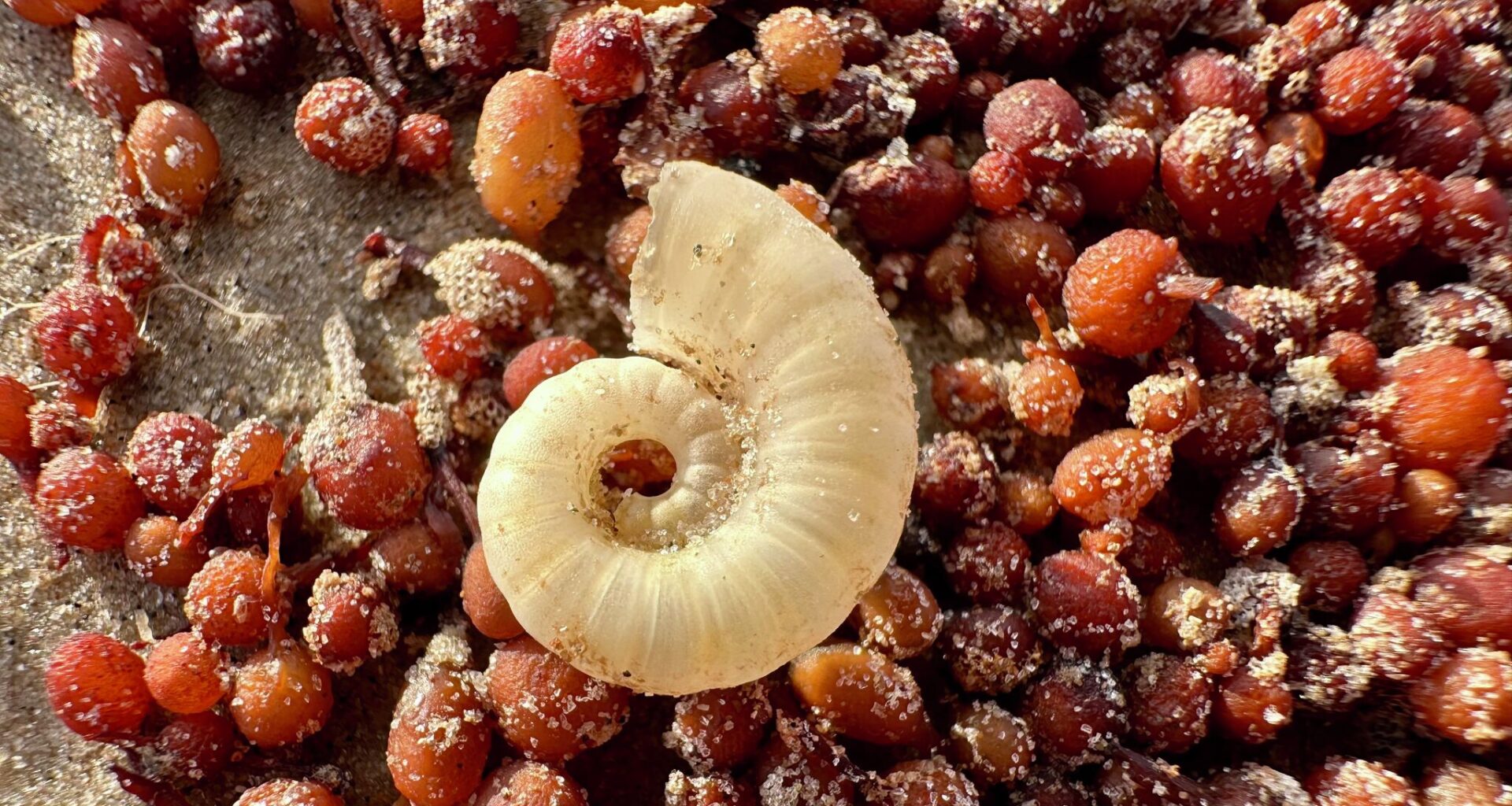 Bizarre ram’s horn squid shells found on Texas beach