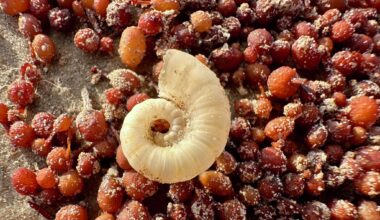Bizarre ram’s horn squid shells found on Texas beach