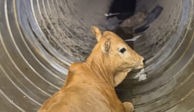 Who owns "Moodini"? Bull calf briefly eluded San Antonio ACS