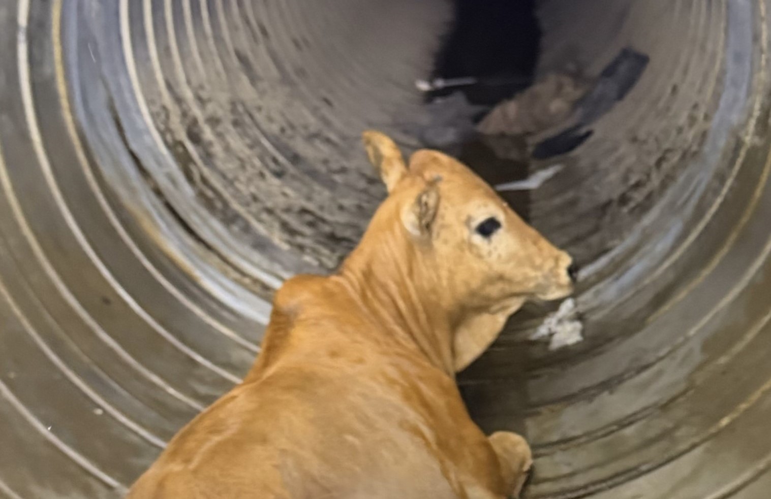 Who owns "Moodini"? Bull calf briefly eluded San Antonio ACS