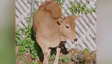 Escaped bull calf makes Walmart run on South Side before being caught