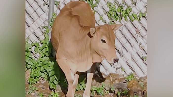 Escaped bull calf makes Walmart run on South Side before being caught