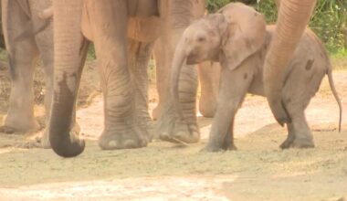 Dallas Zoo’s new baby elephant makes public debut