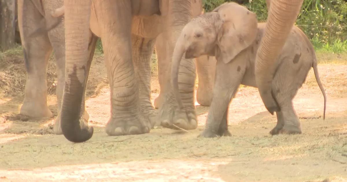 Dallas Zoo’s new baby elephant makes public debut
