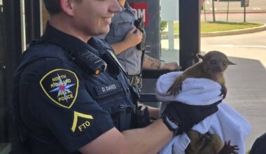A North Richland Hills police officer holds a kinkajou rescued from the Texas heat Thursday.  