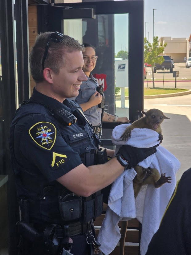 A North Richland Hills police officer holds a kinkajou rescued from the Texas heat Thursday.  