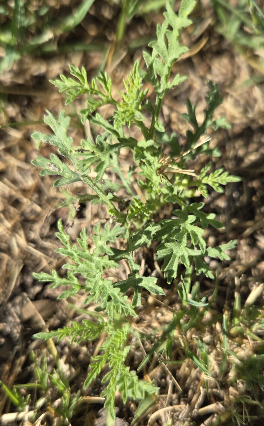 Tiny ragweed, like this tiny one in West Bexar County, can grow 3 to 10 feet tall and spew a lot of pollen into the air.
