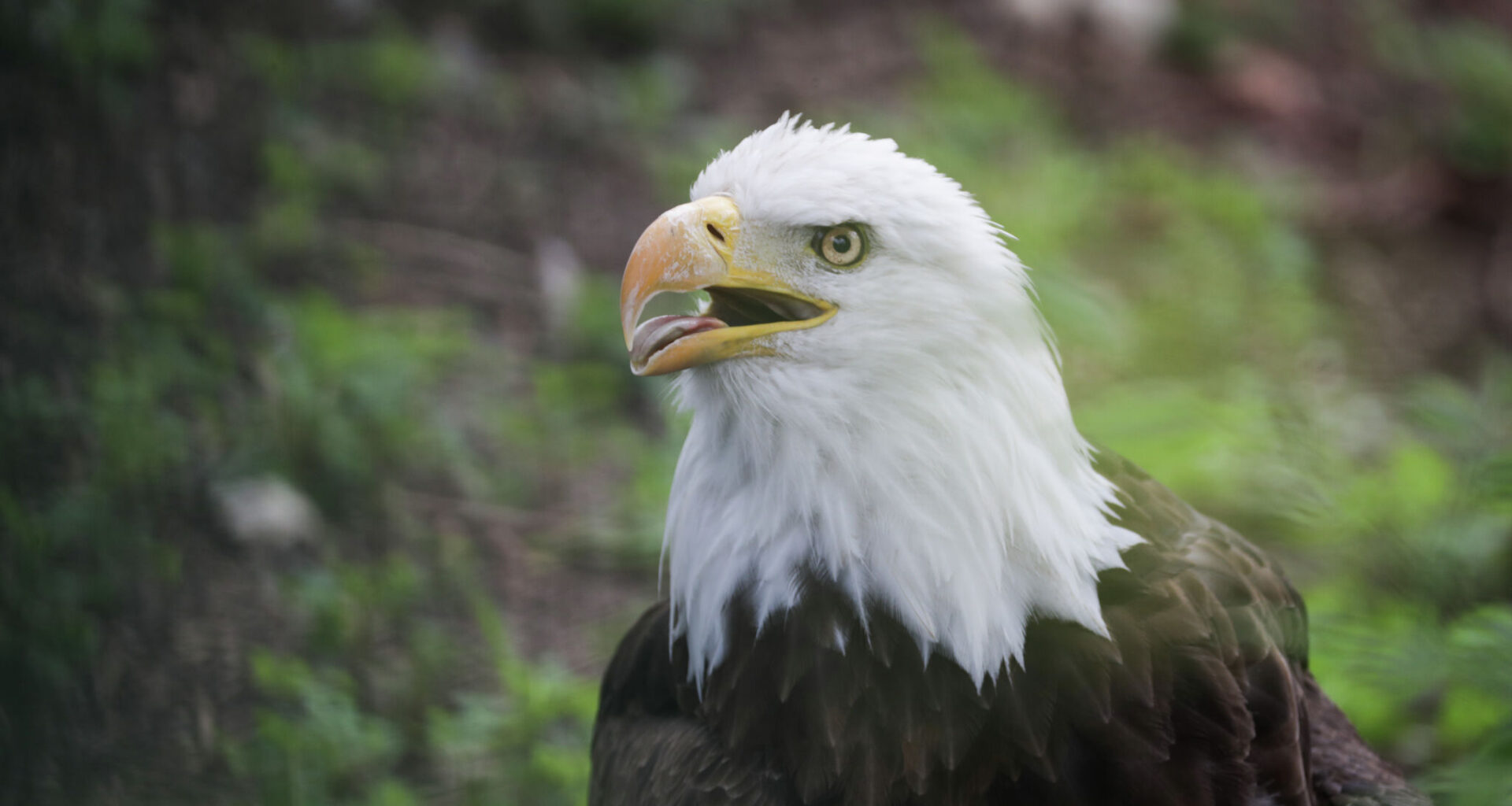 Houston-area man who shot a bald eagle sentenced to prison