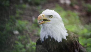 Houston-area man who shot a bald eagle sentenced to prison