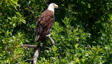 Texas man sentenced for shooting, killing bald eagle in Porter