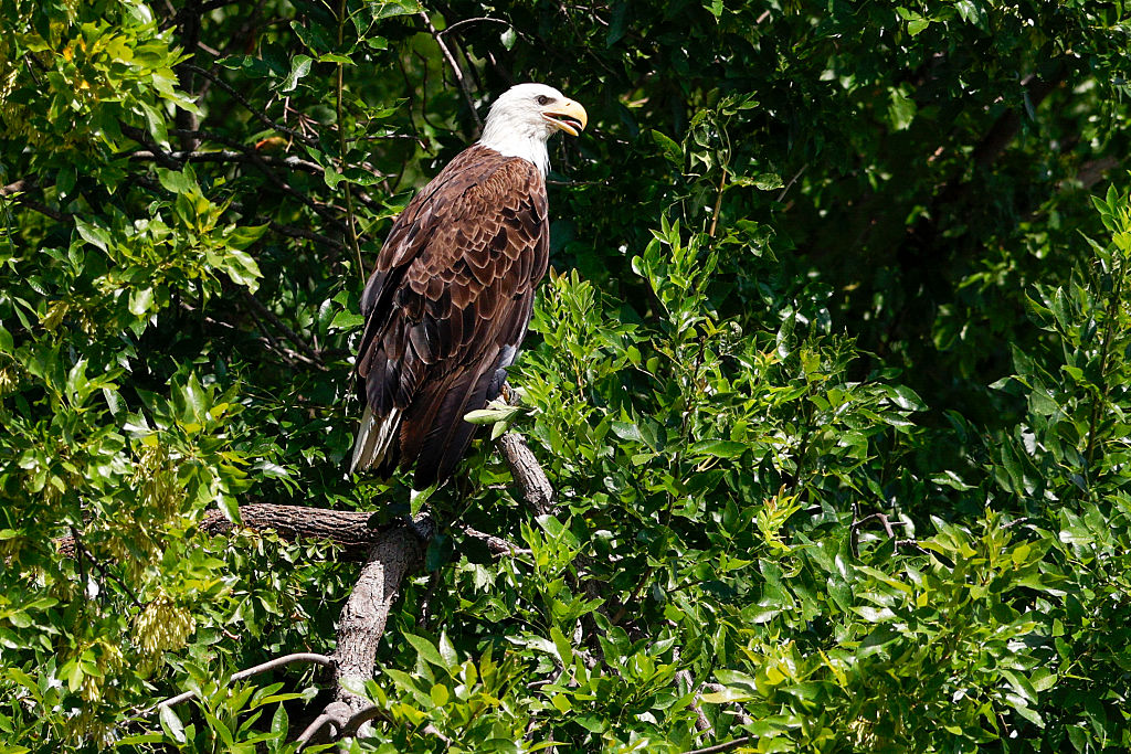 Texas man sentenced for shooting, killing bald eagle in Porter
