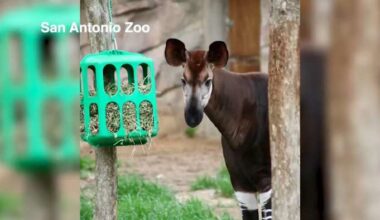 San Antonio Zoo mourns death of male okapi who aided conservation efforts