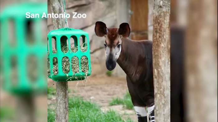 San Antonio Zoo mourns death of male okapi who aided conservation efforts