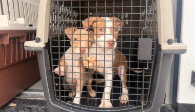 Humane Society takes in Mineral Wells shelter pets during fire