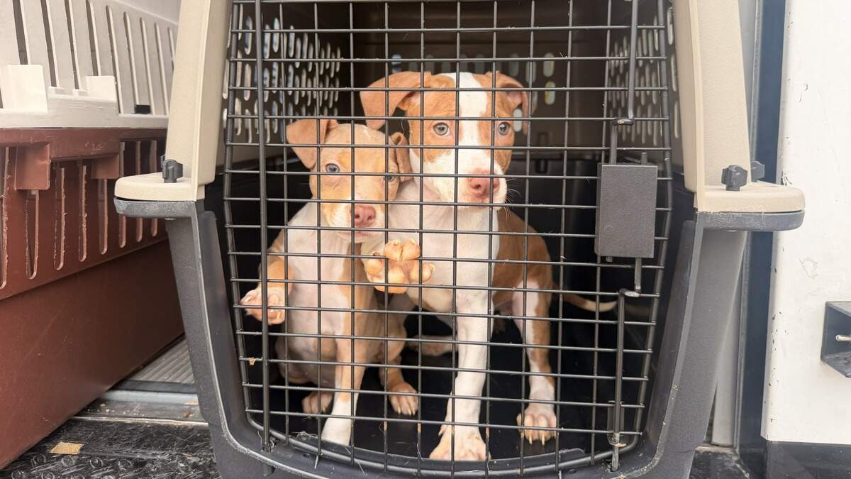 Humane Society takes in Mineral Wells shelter pets during fire