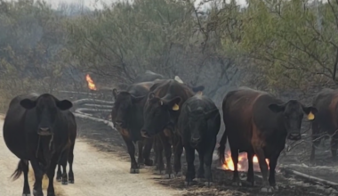 Texas ranchers step in to rescue livestock as Ross Fire burns 80,000 acres in Palo Pinto area