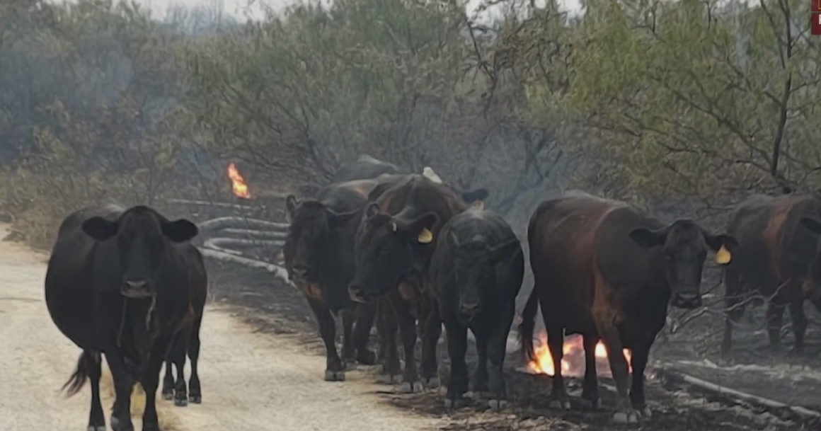 Texas ranchers step in to rescue livestock as Ross Fire burns 80,000 acres in Palo Pinto area