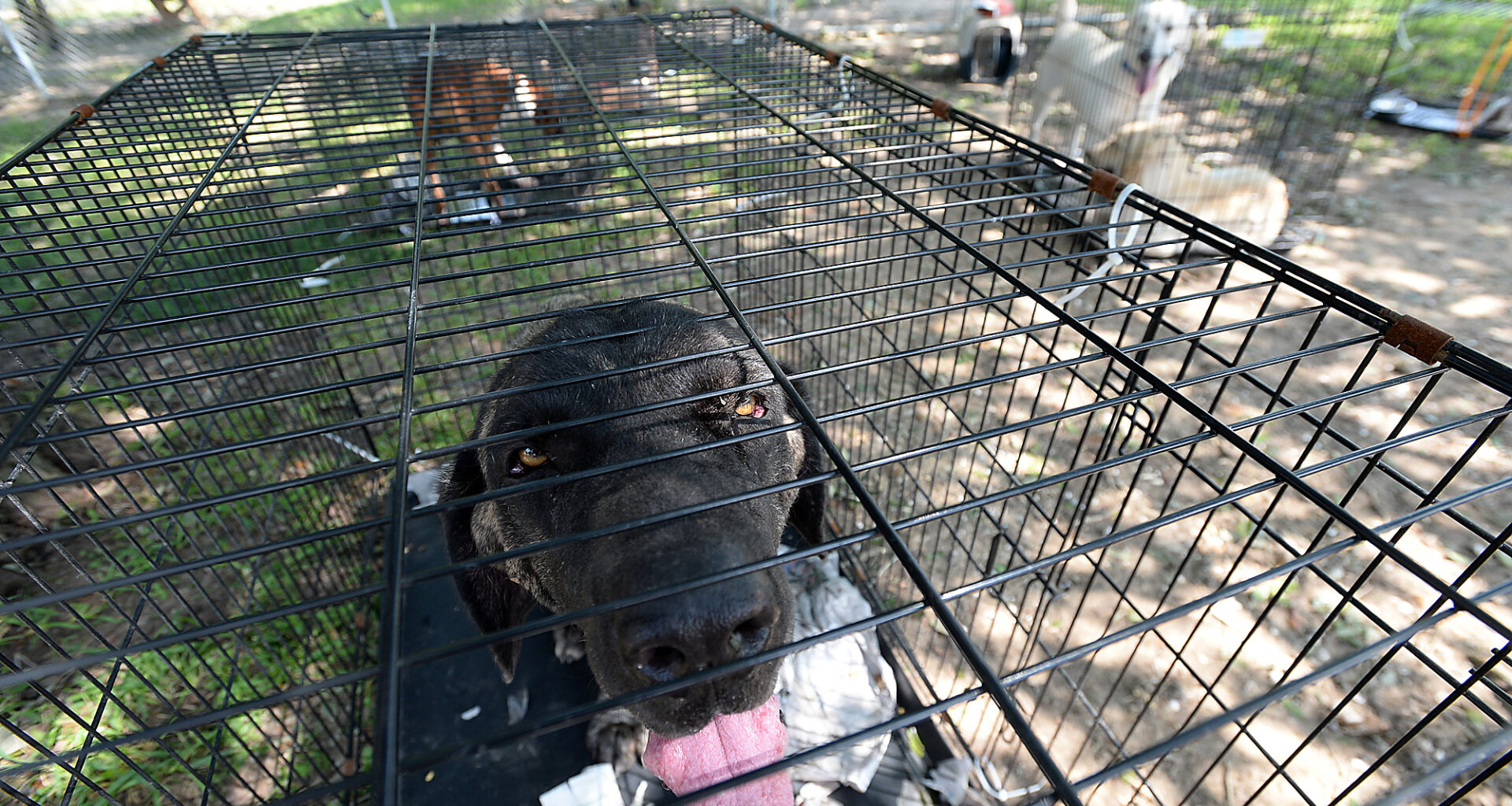 San Antonio pet owners can find help before a crisis
