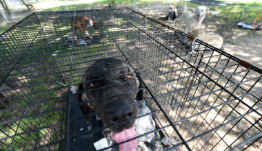 San Antonio pet owners can find help before a crisis