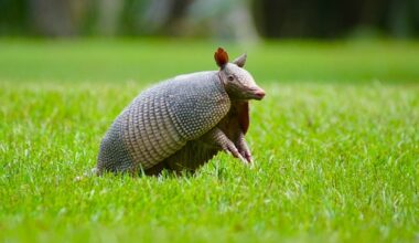 Advocate columnist Patti Vinson shares about Dallas's neighborhood wildlife