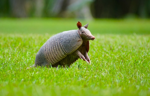 Advocate columnist Patti Vinson shares about Dallas's neighborhood wildlife