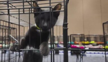 Furry friends seeking fur-ever families at a mega pet adoption event in Fort Worth!