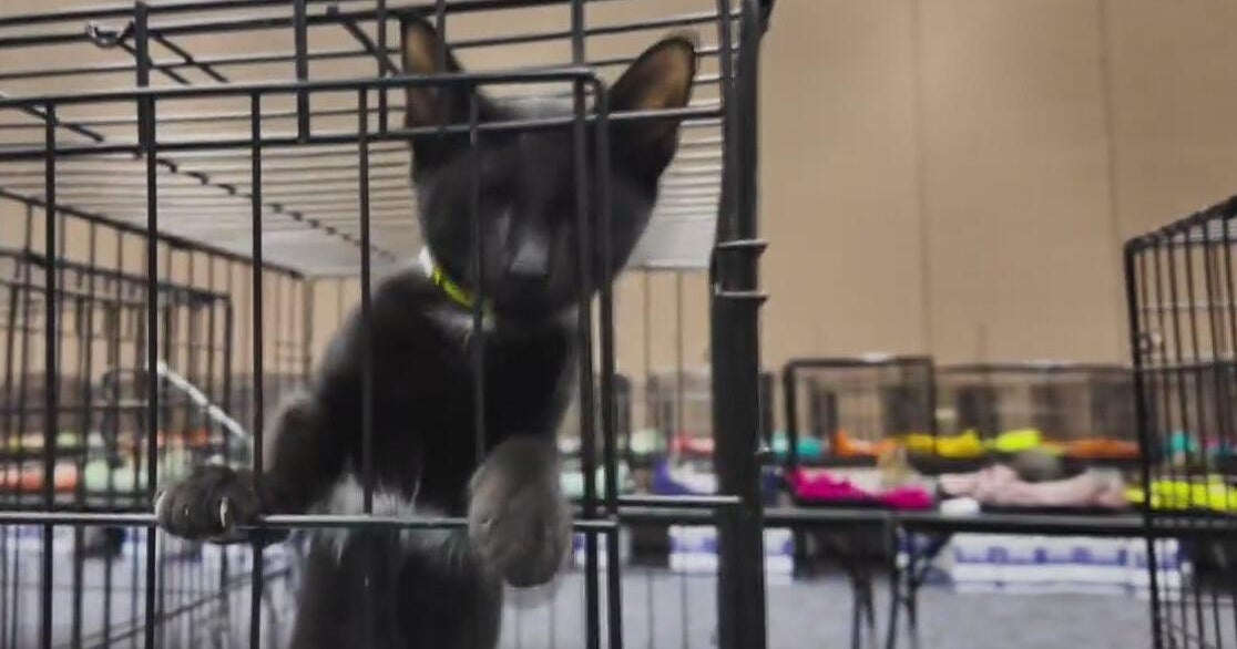 Furry friends seeking fur-ever families at a mega pet adoption event in Fort Worth!