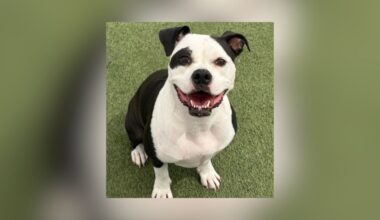 Free Dog & Cat Adoptions At Keller’s Birthday Bash