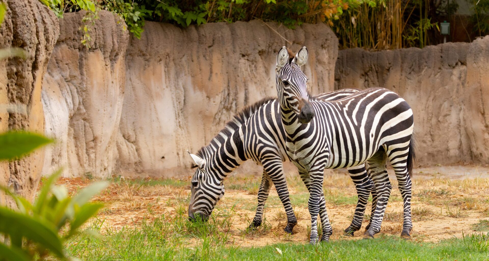 Back in Black … and White: Two Zebras Call the Fort Worth Zoo Home