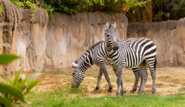 Back in Black … and White: Two Zebras Call the Fort Worth Zoo Home