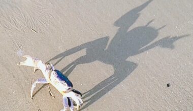 Big shadow - Port Aransas South Jetty