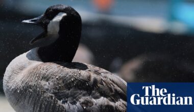 Honk if your barn is burning: pet goose alerts sleeping Texas family to blaze | Texas